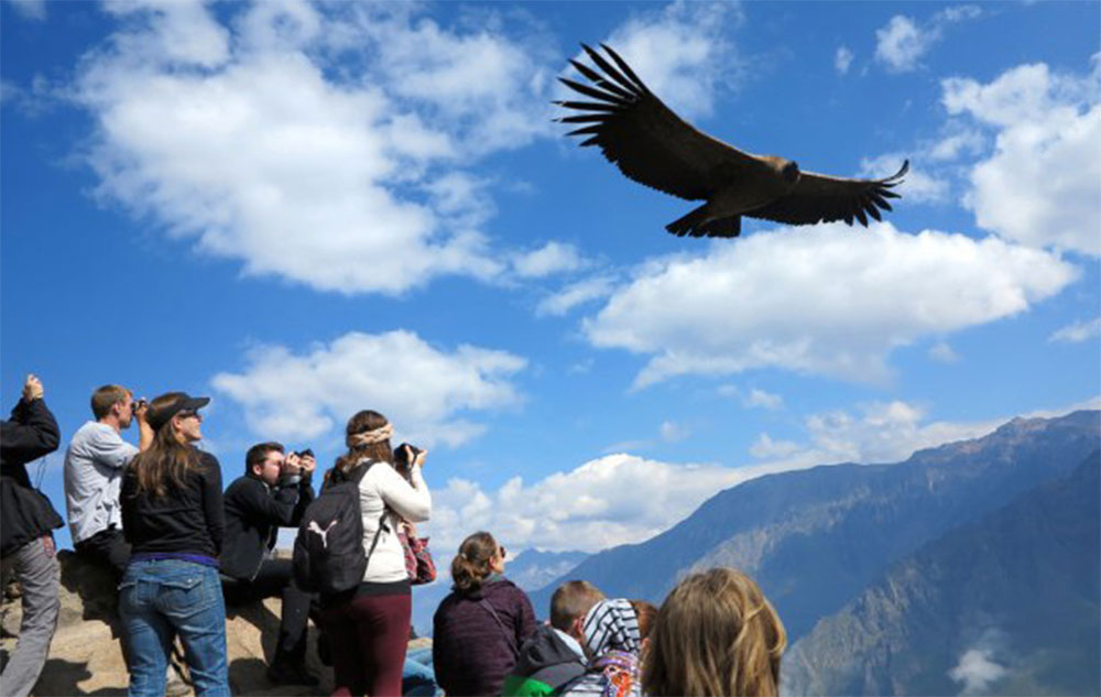 arequipa condor tour